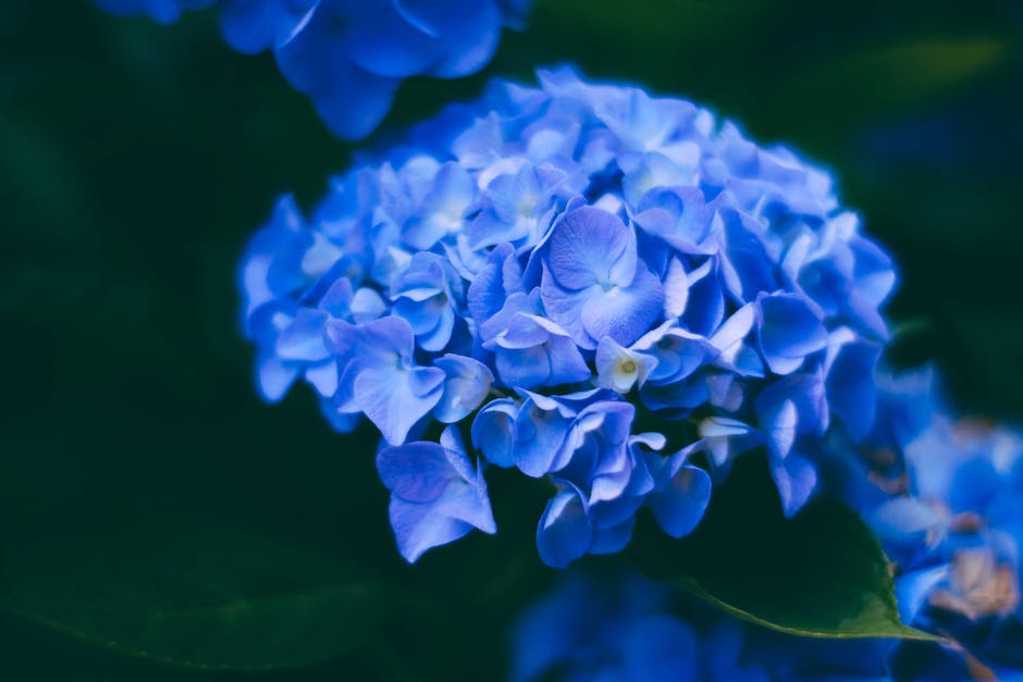  Alt-Attribut für Hortensien Farbe: Erfahren Sie warum Hortensien blau sind