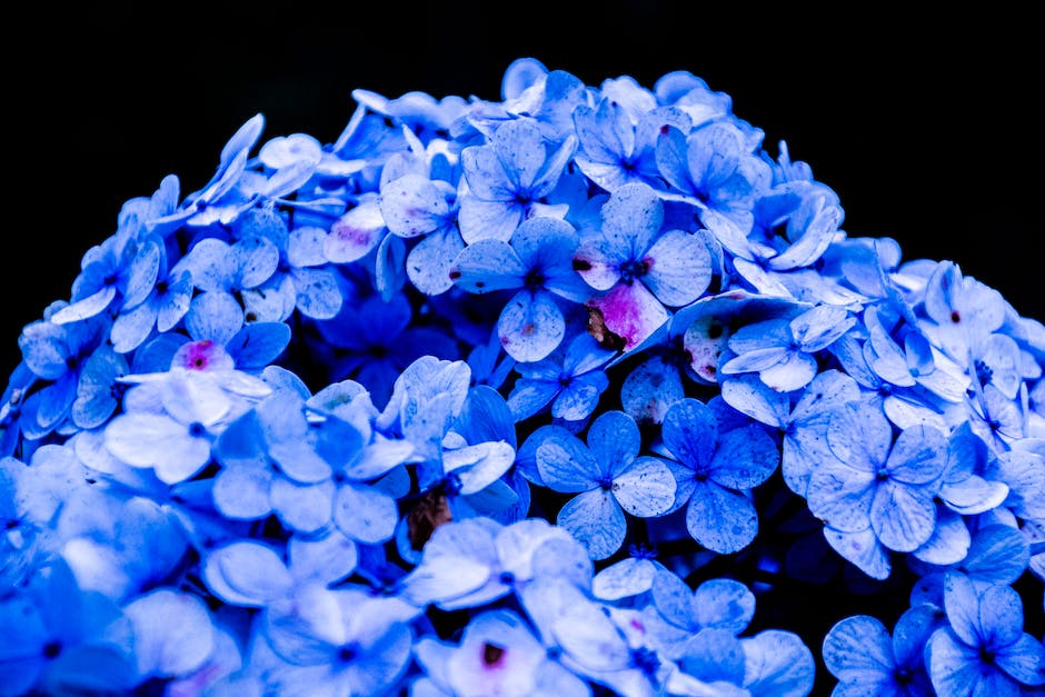 Hortensienblau: Warum sind Hortensien blau?