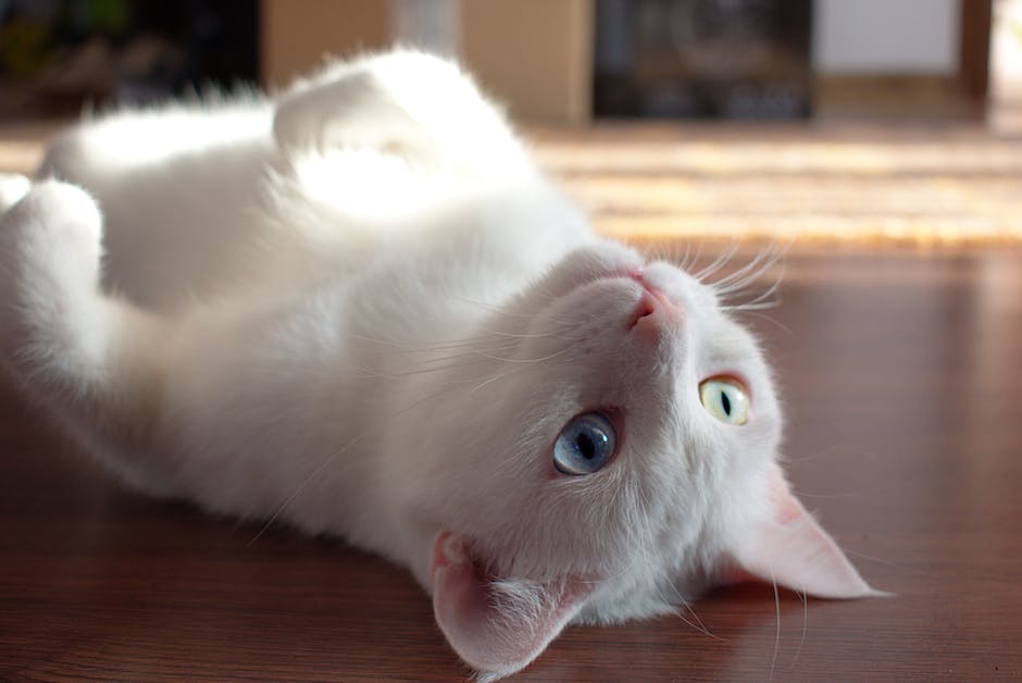  Katze Augenfarbe blau
