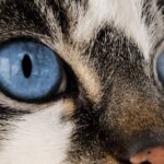 Lidschatten-Tipps für blaue Augen